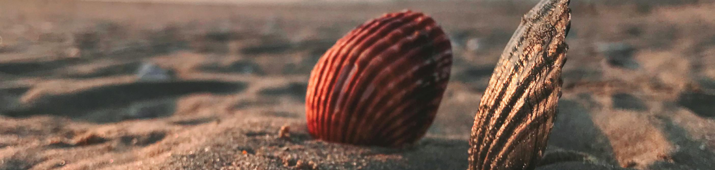 sea chells on a beach